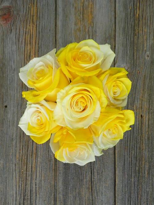 YELLOW & WHITE   TINTED ROSE